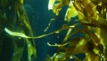 Light rays filter through a Giant Kelp forest. Macrocystis pyrifera. Diving, Aquarium and Marine concept. Underwater close up of