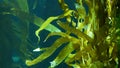 Light rays filter through a Giant Kelp forest. Macrocystis pyrifera. Diving, Aquarium and Marine concept. Underwater close up of