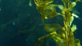 Light rays filter through a Giant Kelp forest. Macrocystis pyrifera. Diving, Aquarium and Marine concept. Underwater close up of Royalty Free Stock Photo