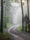 Light rays in forest in foggy morning Royalty Free Stock Photo