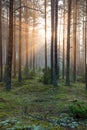 Light rays in forest in foggy morning Royalty Free Stock Photo