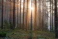 Light rays in forest in foggy morning Royalty Free Stock Photo
