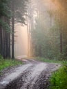 Light rays in forest in foggy morning Royalty Free Stock Photo