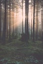 Light rays in forest in foggy morning - vintage effect Royalty Free Stock Photo