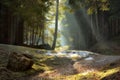 Light rays through the trees . late autumn landscape