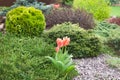 Light red blooming tulips on a spring alpine hill on blur background.Selective focus.ÃÂ¡oncept of beautiful combinations, the
