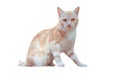 Light red cat sits isolate on a white background Royalty Free Stock Photo