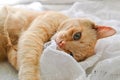 Light red cat on a white blanket, light from the window. A cute ginger cat lies under a white blanket on the windowsill