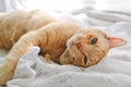 Light red cat on a white blanket, light from the window. A cute ginger cat lies under a white blanket on the windowsill