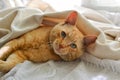 Light red cat on a white blanket, light from the window. A cute ginger cat lies under a white blanket on the windowsill