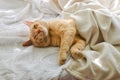 Light red cat on a white blanket, light from the window. A cute ginger cat lies under a white blanket on the windowsill