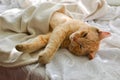 Light red cat on a white blanket, light from the window. A cute ginger cat lies under a white blanket on the windowsill