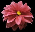 Light red dahlia. Flower on the black    isolated background with clipping path.  For design. Royalty Free Stock Photo