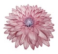 Light red flower   dahlia on white isolated background with clipping path  no shadows. Closeup. Royalty Free Stock Photo