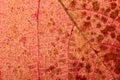 Light through a Red grape Ivy autumn leaf veins Royalty Free Stock Photo