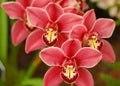 light red orchid beautiful flower and fluttering butterflies Hand drawn branch on white Royalty Free Stock Photo