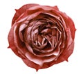 Light red rose flower white isolated background with clipping path. Flower for design, texture, background, frame, wrapper. Closeu Royalty Free Stock Photo