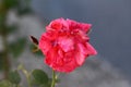 Light red rose with thick petals starting to close and whiter