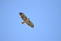 A light Red-tailed Hawk in flight against a blue sky Royalty Free Stock Photo