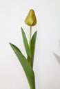 Light red tulip, white background Royalty Free Stock Photo