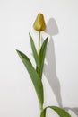Light red tulip, white background Royalty Free Stock Photo
