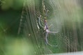 Light reflecting off the web of the giant golden orb weaver spider Royalty Free Stock Photo