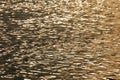 light reflection of river wave in the sunset time, water background Royalty Free Stock Photo