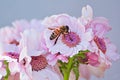 Light rosa flowers in summer with a bee Royalty Free Stock Photo