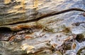 Light rotted tree trunk with texture as a natural background Royalty Free Stock Photo