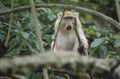 Light Samango Monkey, mouth open, South Africa