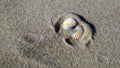 Seashell on the sunny seashore Royalty Free Stock Photo