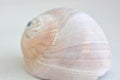 Light seashell with a spiral on a light background Royalty Free Stock Photo