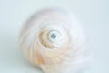 Light seashell with a spiral on a light background Royalty Free Stock Photo