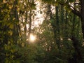 Light setting shining through trees blur nature leaves autumn