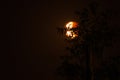 Light and Shade Blood Moon behind in shadow of trees Royalty Free Stock Photo