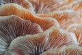 Closeup of colorful mushroom lamellae, magic mushroom, macro view.