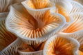 Closeup of colorful mushroom lamellae, magic mushroom, macro view.