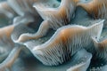 Closeup of colorful mushroom lamellae, magic mushroom, macro view.