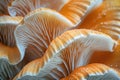 Closeup of colorful mushroom lamellae, magic mushroom, macro view.