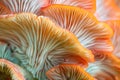 Closeup of colorful mushroom lamellae, magic mushroom, macro view.