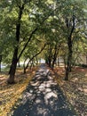 Light and shadow creating beautiful pattern on the pathway during autumn season in the park. Royalty Free Stock Photo