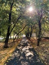 Light and shadow creating beautiful pattern on the pathway during autumn season in the park. Royalty Free Stock Photo