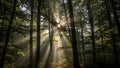 Between light and shadow emphasizes the texture of the trees and Royalty Free Stock Photo