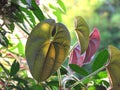 Light and shadow on leaf. Surfaces and details in front of leaf Dioscorea alata, Water Yam, Purple yam, Greater yam Royalty Free Stock Photo