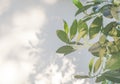 Light shadow of Leaf and tree branch background. Natural leaves shadows and sunlight dappled on white concrete wall