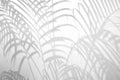 Light and shadow leaves,palm leaf on grunge white wall concrete background.Silhouette abstract tropical leaf natural pattern for w Royalty Free Stock Photo