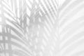 Light and shadow leaves,palm leaf on grunge white wall concrete background.Silhouette abstract tropical leaf natural pattern for w Royalty Free Stock Photo