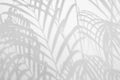 Light and shadow leaves,palm leaf overlay on grunge white wall concrete background.Silhouette abstract tropical leaf natural patte