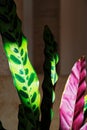 Light and shadow on the leaves of rattlesnake plant Calathea lancifolia