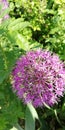 Light and shadow on openwork balloons of purple inflorescences of decorative garlic against the background of summer grass. Summer